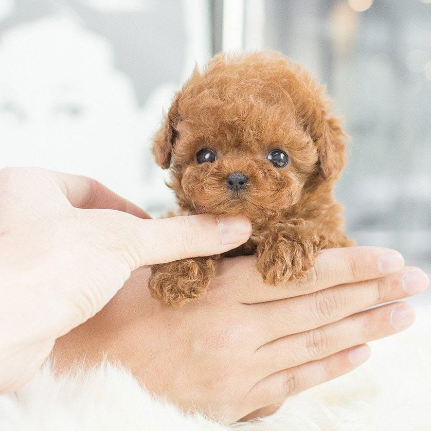 Nico - el perrito de juguete 🐶